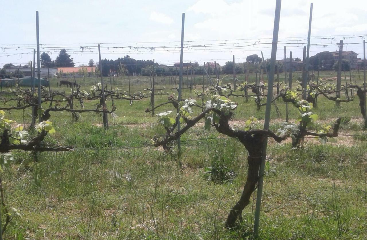 Podere Alberello Torrita di Siena Bagian luar foto
